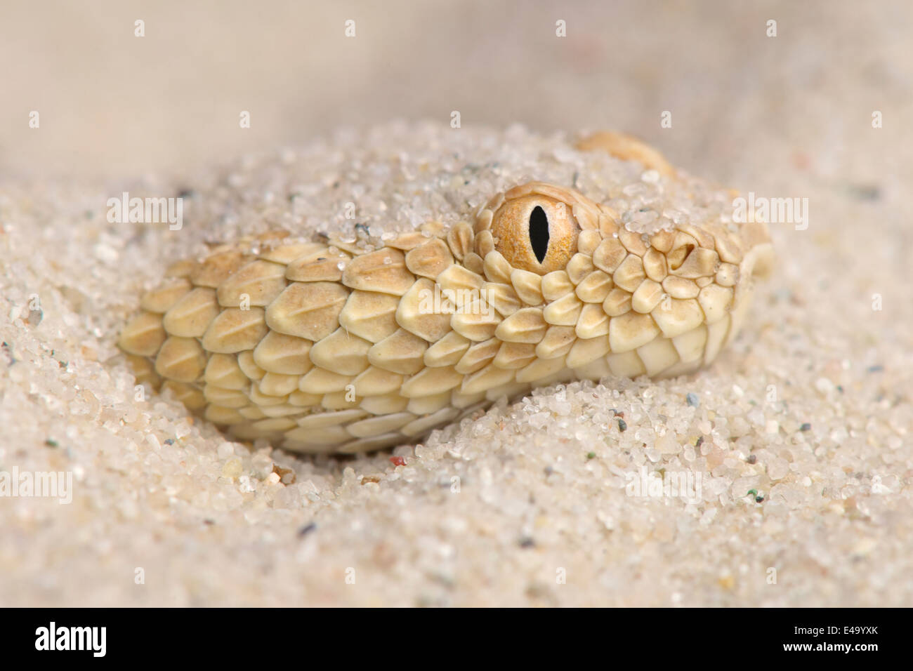 Sahara sand viper / Cerastes vipera Stock Photo