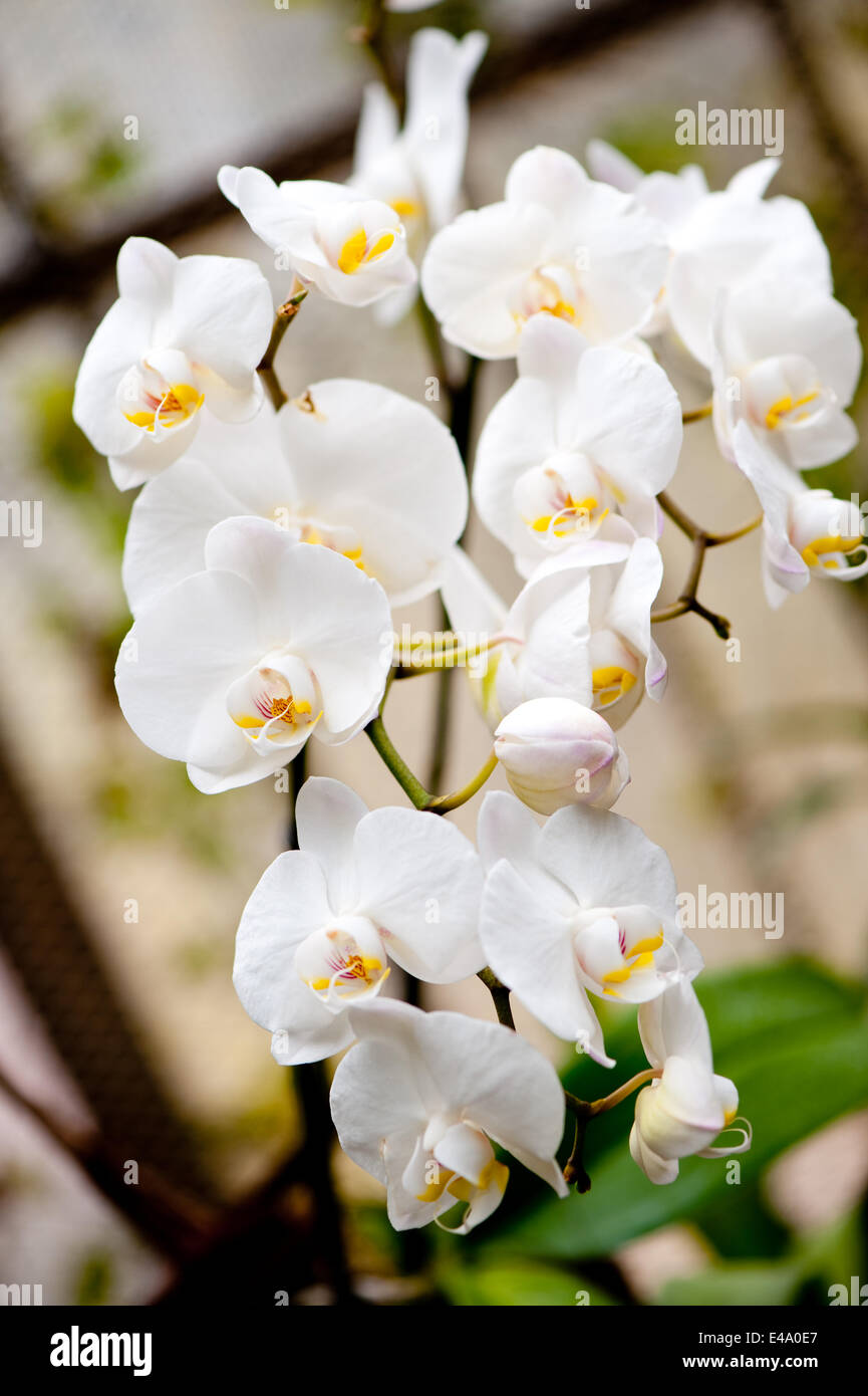 White orchid. Dismissed flower close up Stock Photo