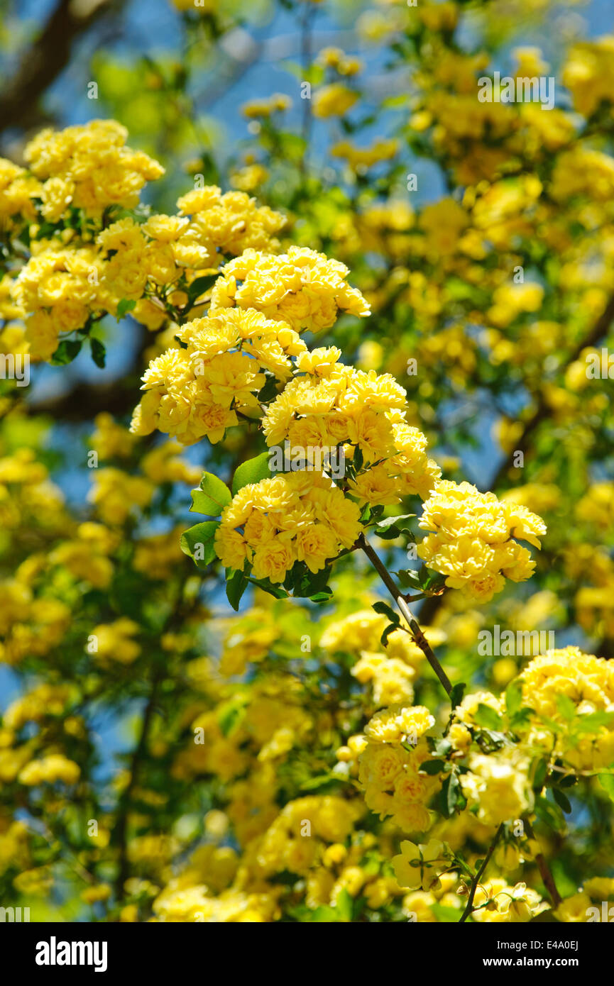 Yellow rose frame hi-res stock photography and images - Alamy