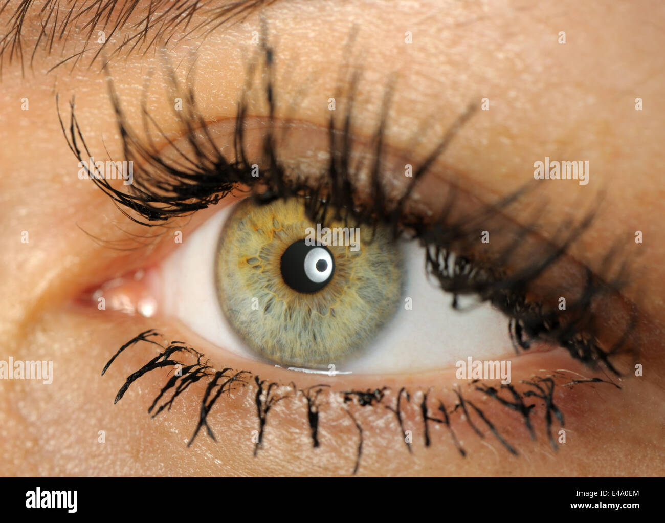 Female eye close up Stock Photo Alamy