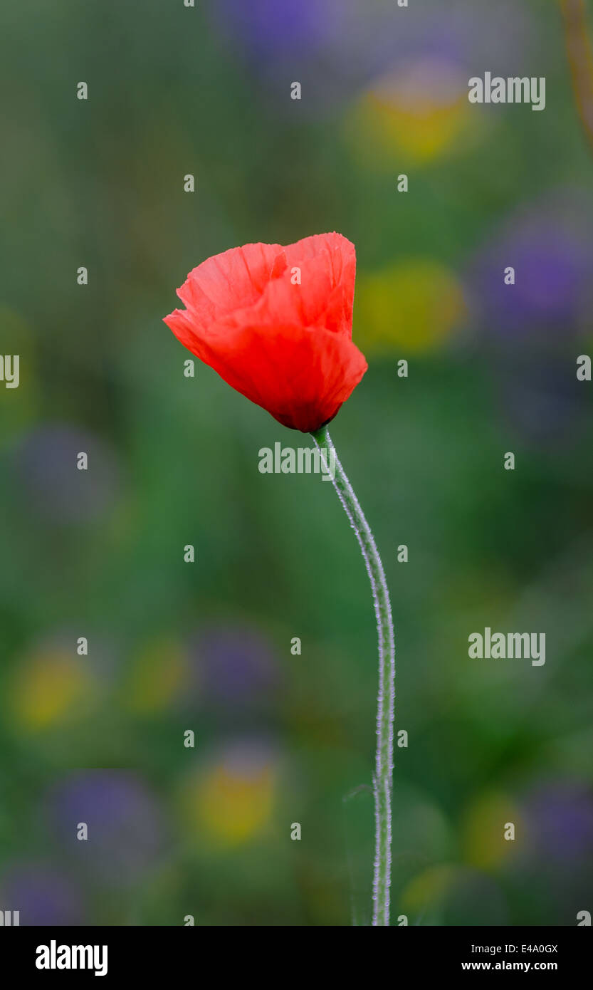 closeup to field poppy on green background Stock Photo - Alamy