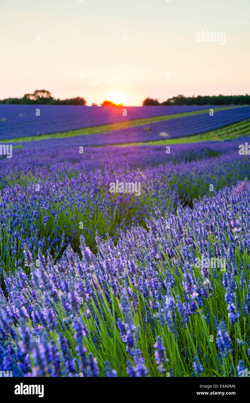 Lavender field at Snowshill Lavender, The Cotswolds, Gloucestershire, England, United Kingdom, Europe Stock Photo