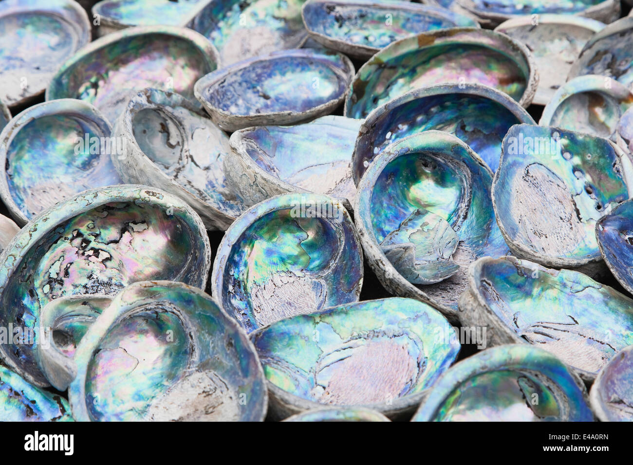 New Zealand, Paua Shells, Haliotis iris Stock Photo Alamy