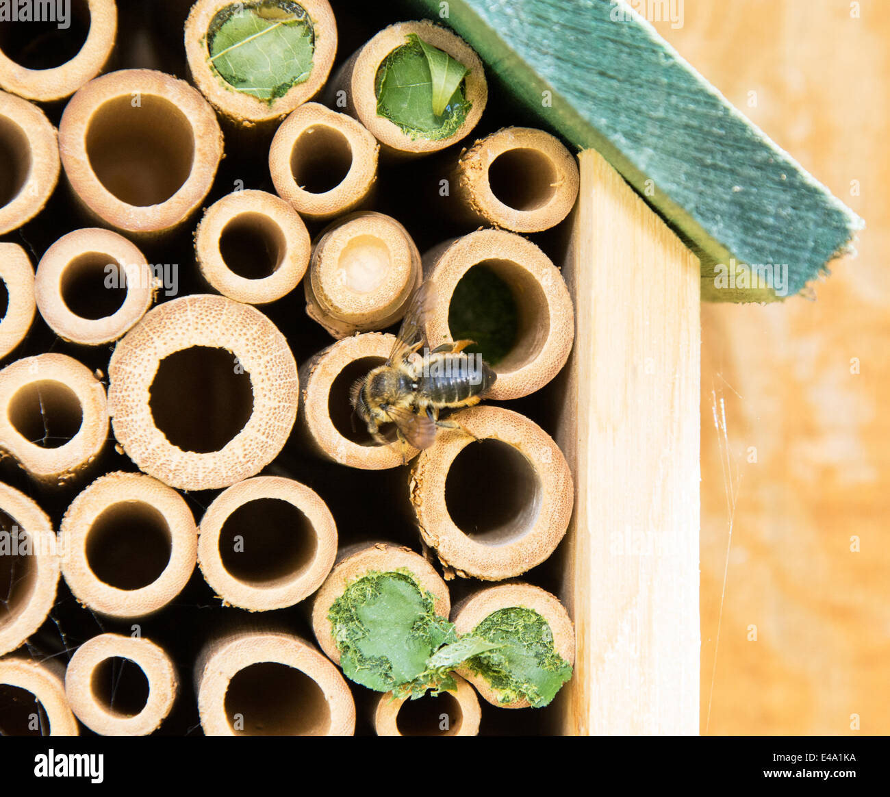 Leaf cutter bee at work Stock Photo Alamy