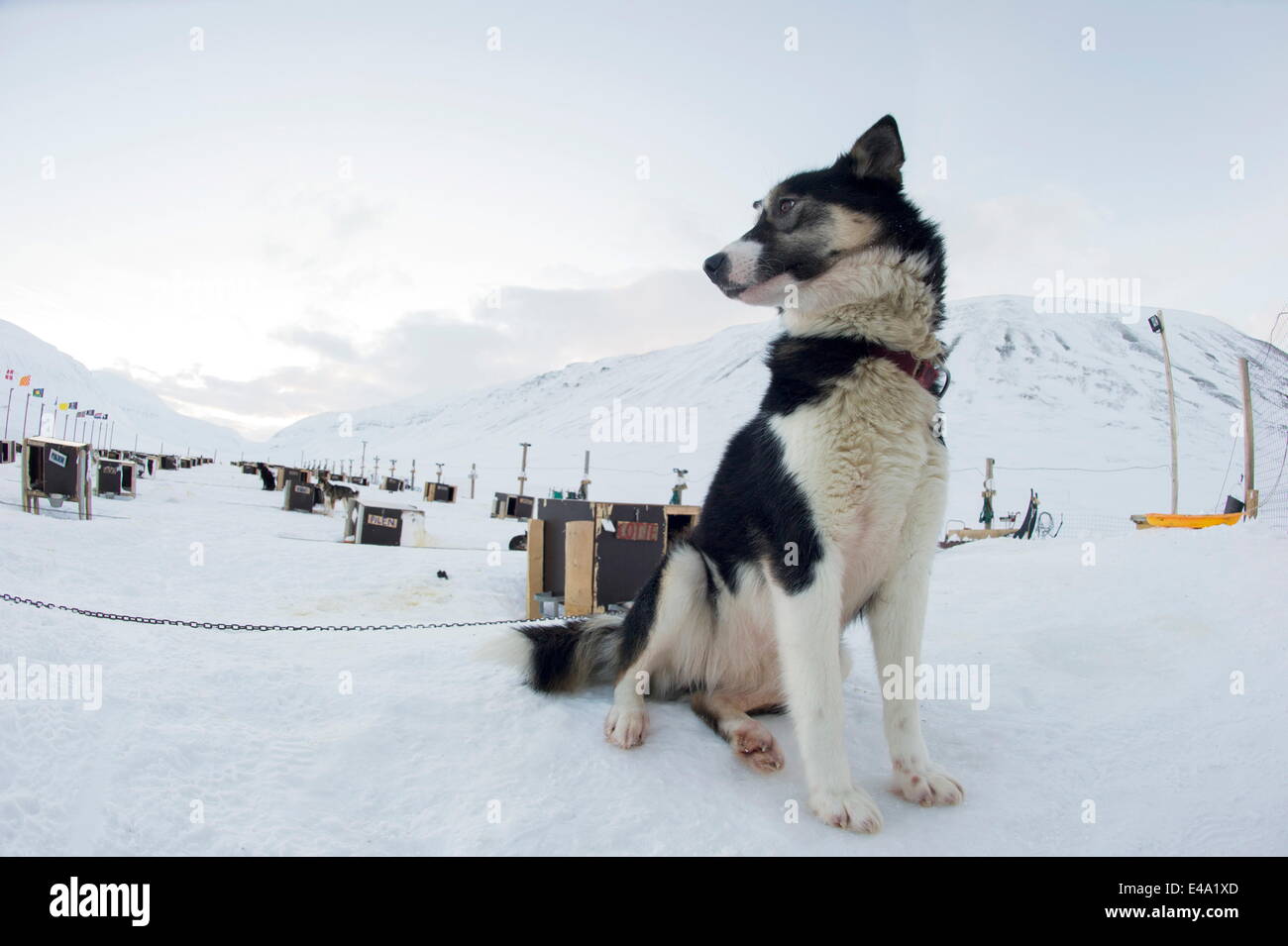 Husky dog sled operation, where each dog has its own kennel raised off the ground, Bolterdalen, Svalbard, Arctic, Norway Stock Photo