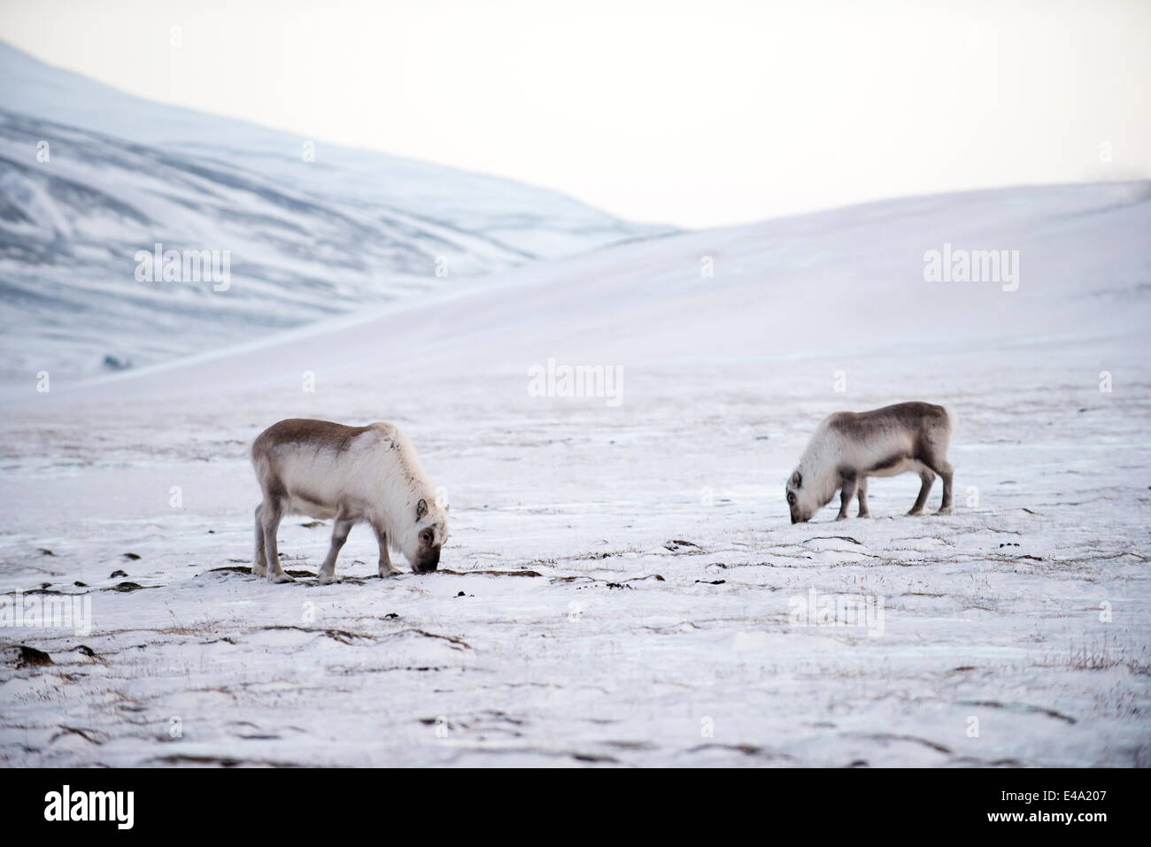 Svalbard reindeer grazing in winter, digging to the lichens and grasses below the snow, Svalbard, Arctic, Norway Stock Photo