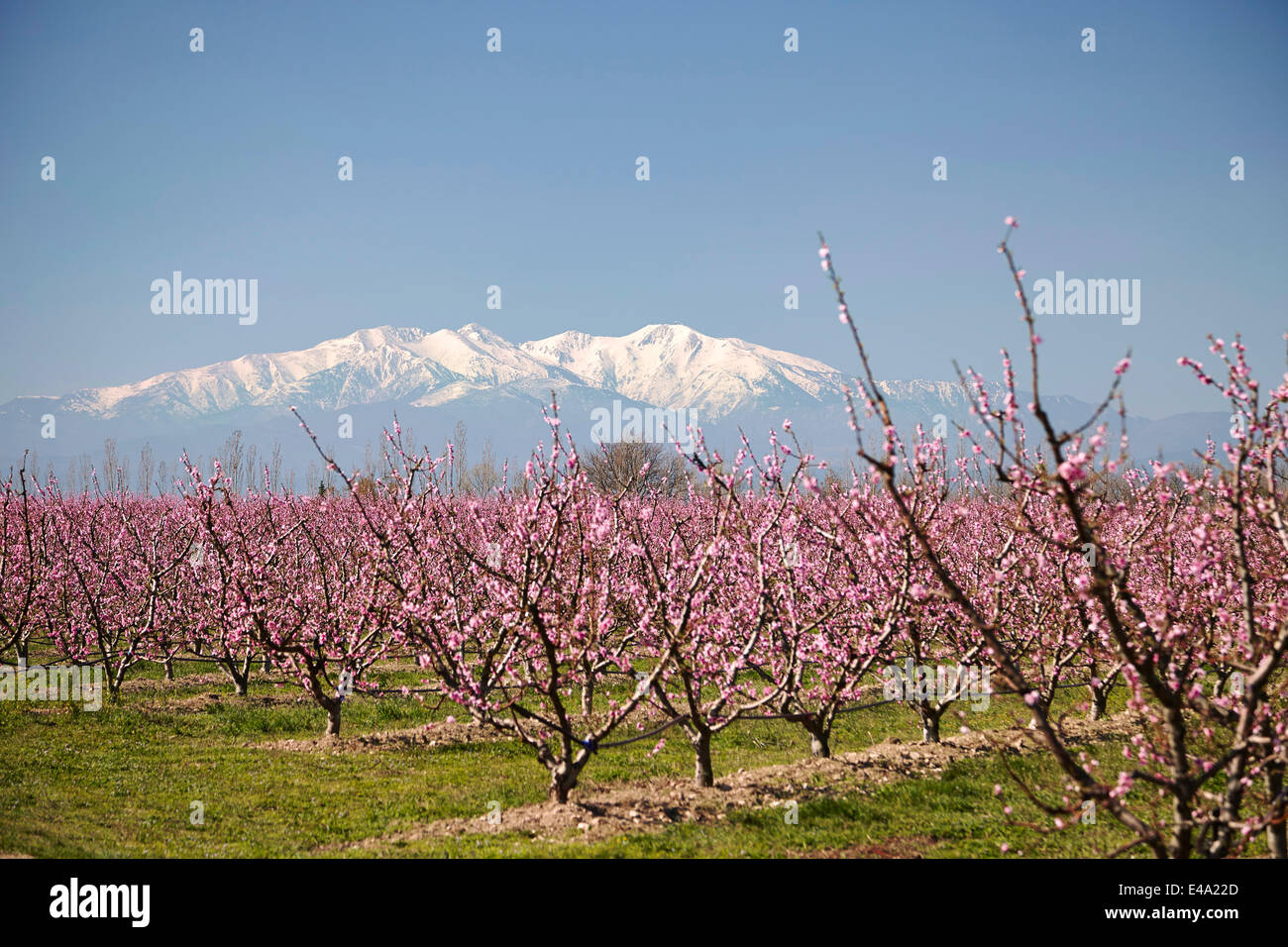 Fruit blossom, Mount Canigou, Pyrenees Oriental, Languedoc-Roussillon, France, Europe Stock Photo