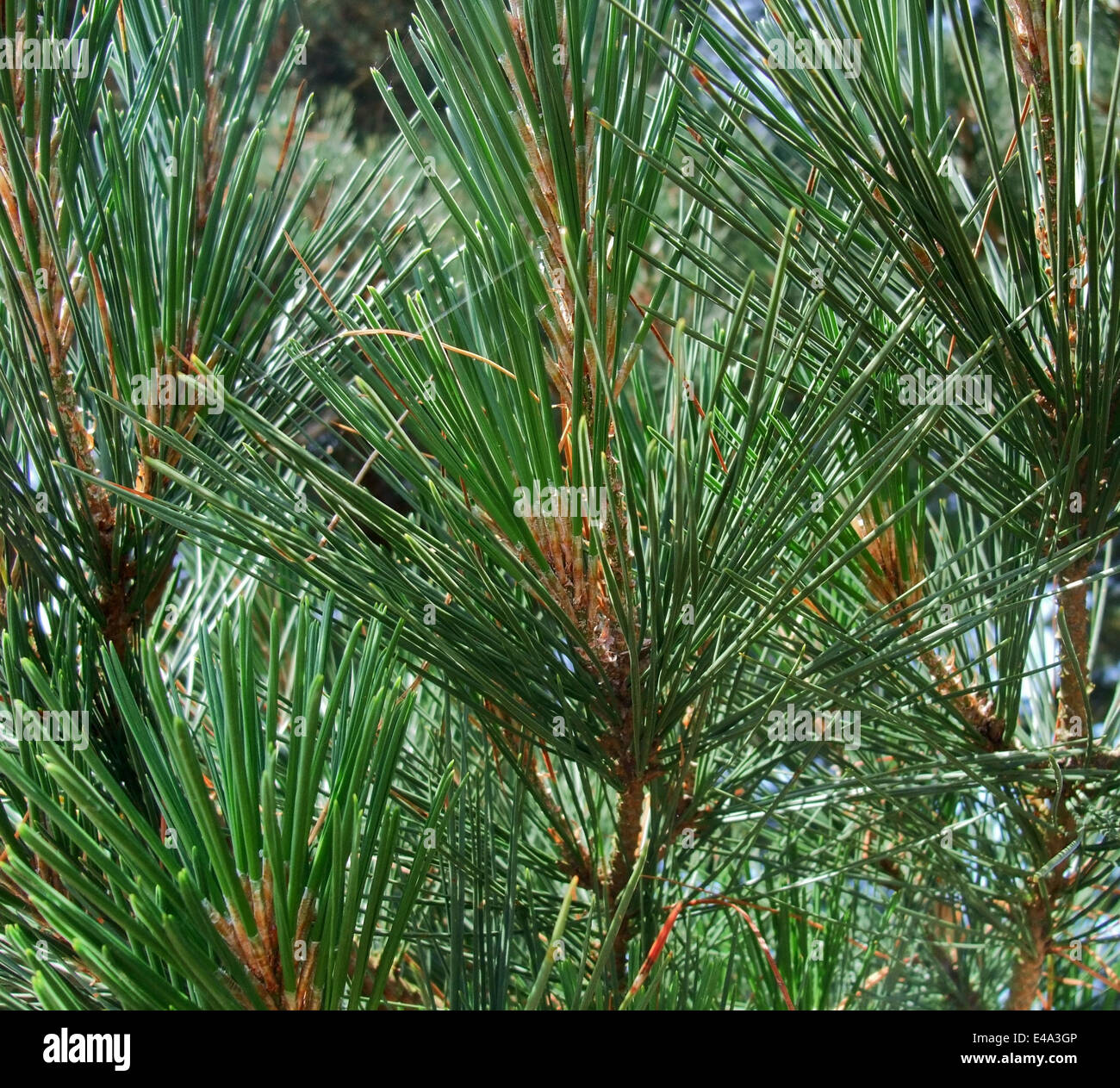 full frame abstract pine needle closeup Stock Photo