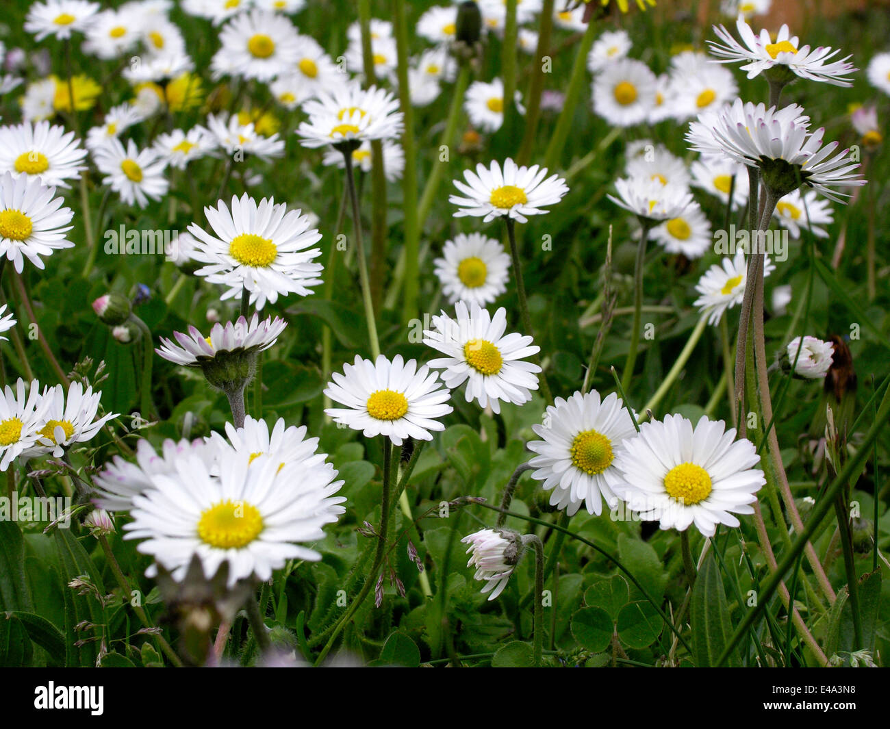 Daisies field hires stock photography and images Alamy