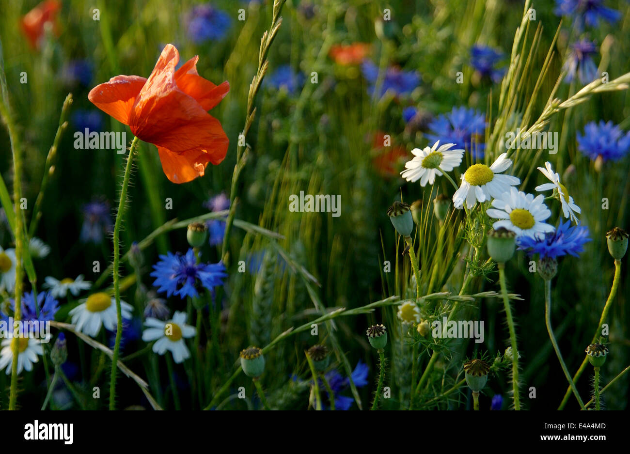 Pretty wildflowers in a meadow field in summer close up Stock Photo