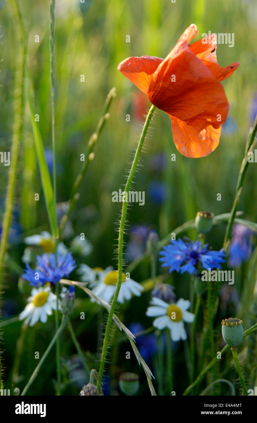 Poppy field with flowering poppies and cornflowers Stock Photo