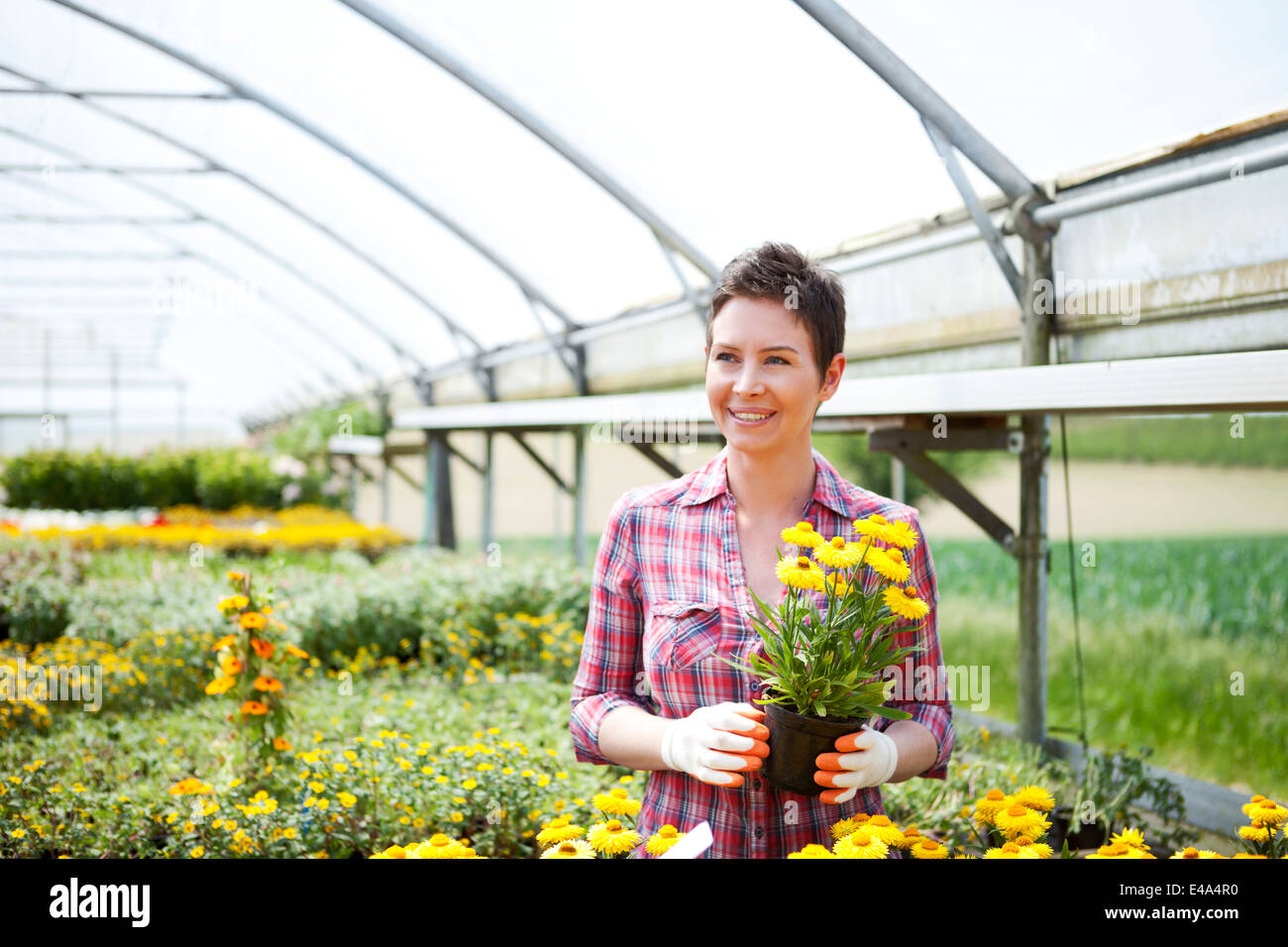 Female gardener working in greenhouse Stock Photo - Alamy
