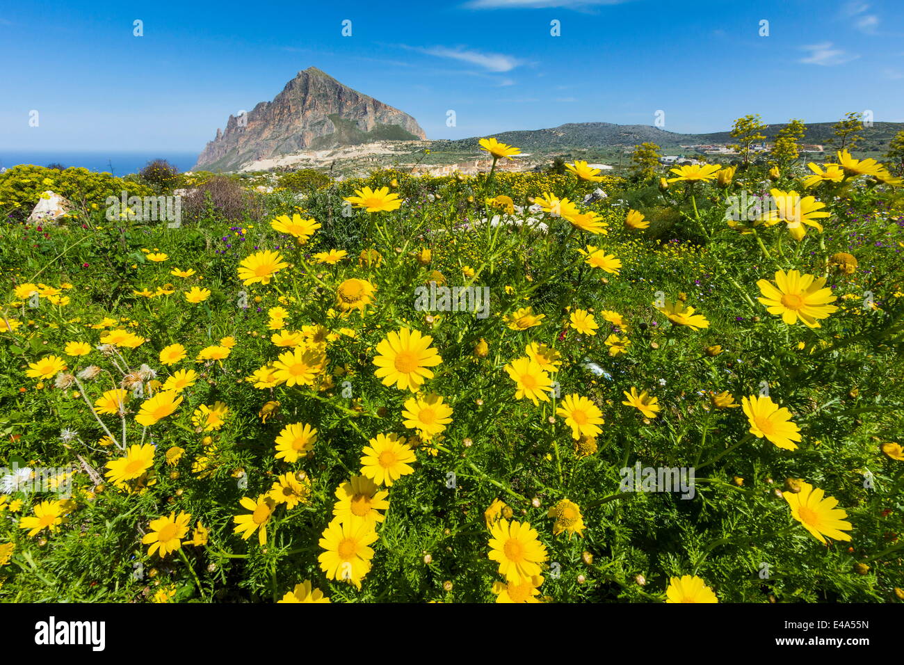 Spring flowers and limestone Monte Cefano, a Nature Reserve and hiking spot northeast of Trapani, Custonaci, Sicily, Italy Stock Photo