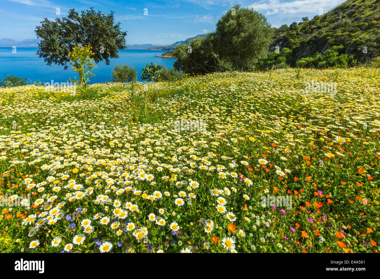Spring flowers in Zingaro Nature Reserve near Scopello on this north west coast, known for its beauty, Scopello, Sicily, Italy Stock Photo