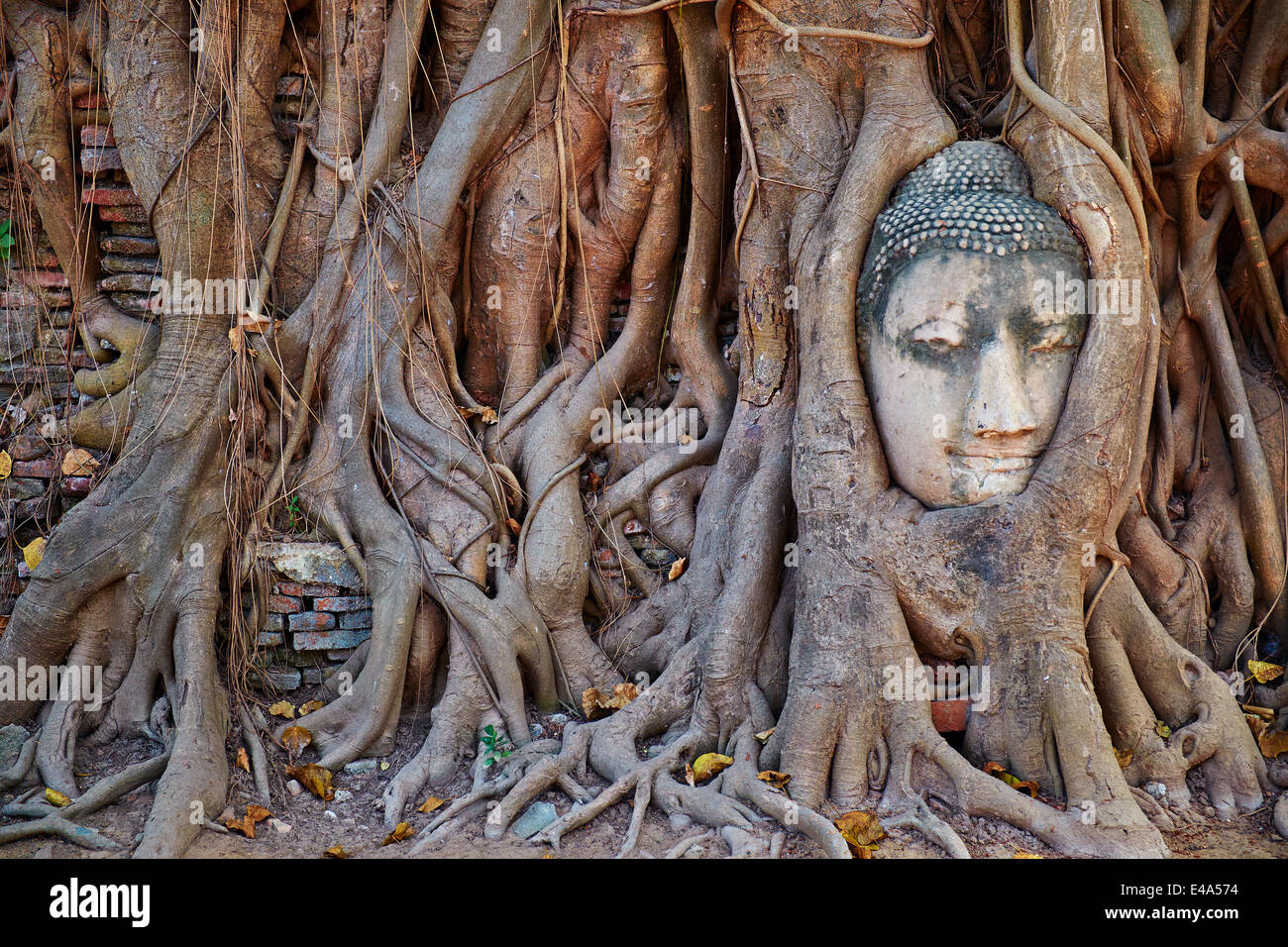Stone Buddha head in roots of a fig tree, Wat Mahatat, Ayutthaya Historical Park, UNESCO, Ayutthaya, Thailand, Southeast Asia Stock Photo