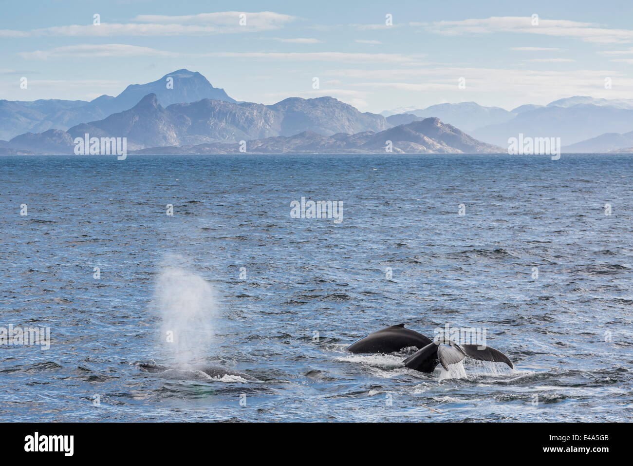 Adult humpback whales (Megaptera novaeangliae) feeding near Ilulissat, Greenland, Polar Regions Stock Photo