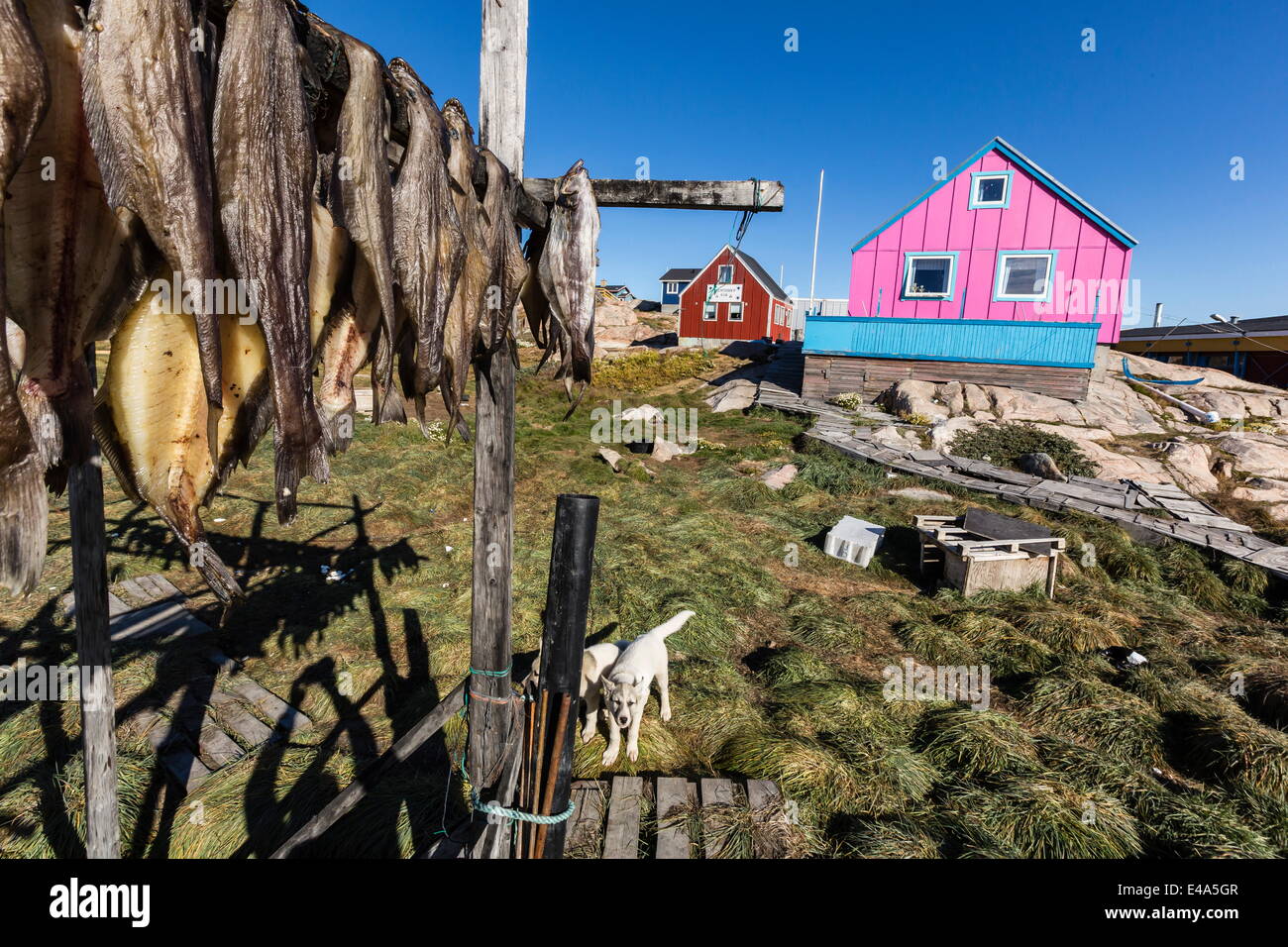 Fish drying on racks in the town of Ilulissat, Greenland, Polar Regions Stock Photo