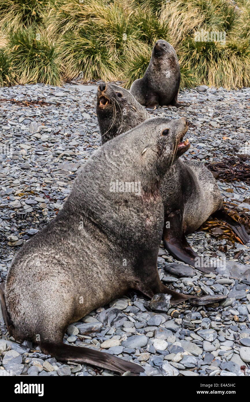 Antarctic fur seal males defending territories, Stromness Harbor, South Georgia, UK Overseas Protectorate Stock Photo