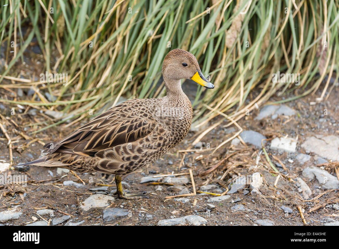 Adult South Georgia pintail (Anas georgica georgica), Prion Island, South Georgia, UK Overseas Protectorate, Polar Regions Stock Photo