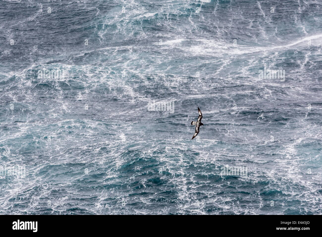 Adult cape petrel (Daption capense) flying in gale force winds in the Drake Passage, Antarctica, Polar Regions Stock Photo