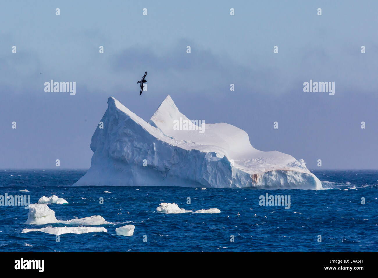 Cape petrel flying over iceberg near Coronation Island, South Orkney Islands, Antarctica, Polar Regions Stock Photo