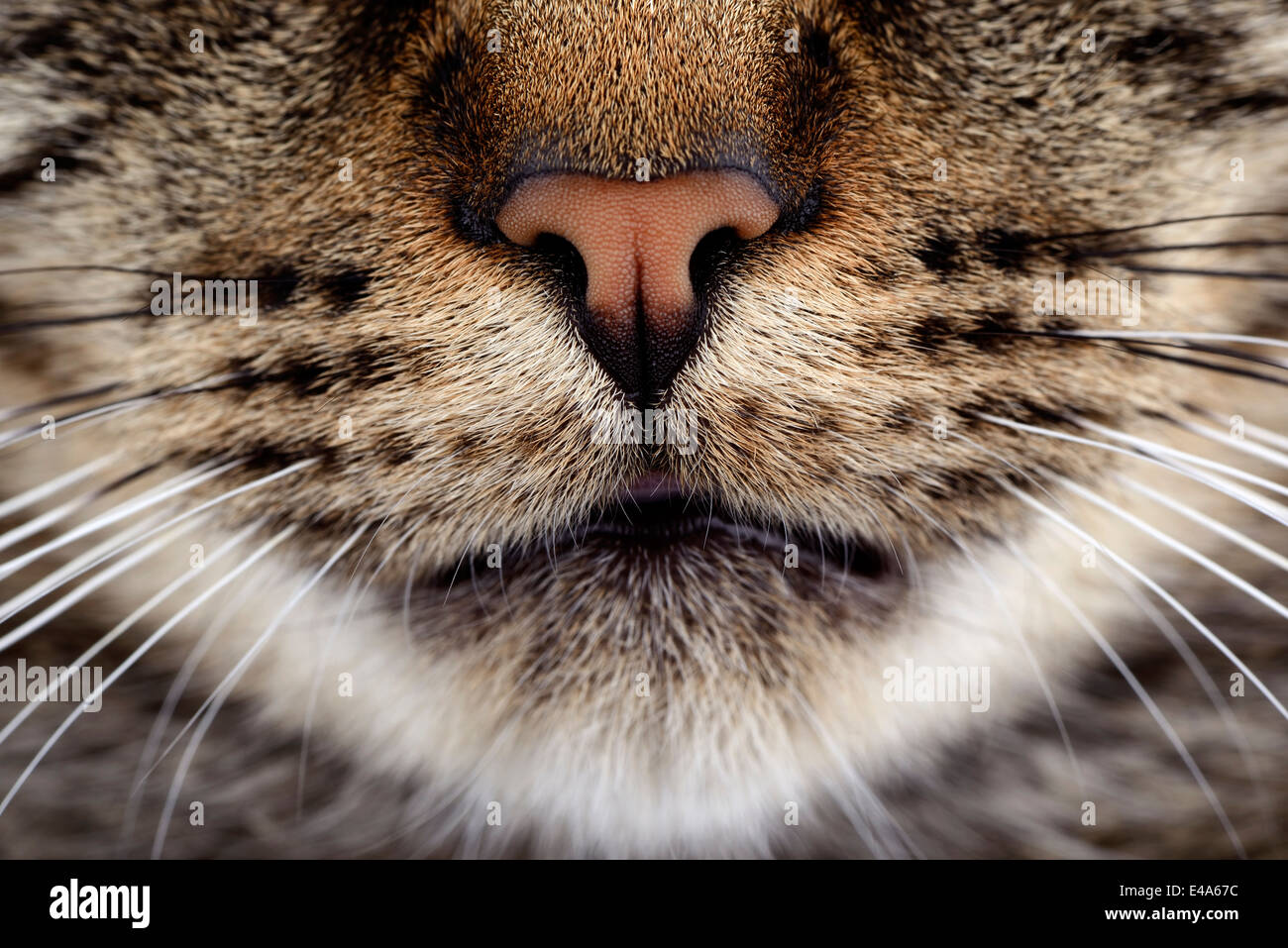 Snout of tabby cat, Felis silvestris catus Stock Photo