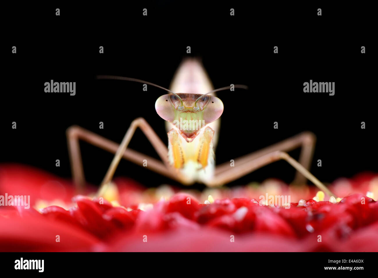 Mantis red hi-res stock photography and images - Alamy