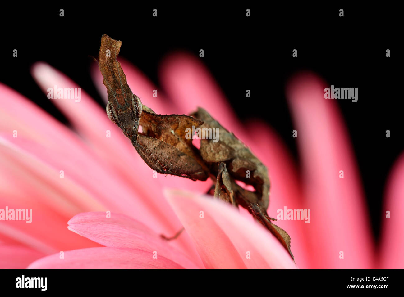 Ghost Mantis, Phyllocrania paradoxa, sitting on pink gerbera Stock Photo
