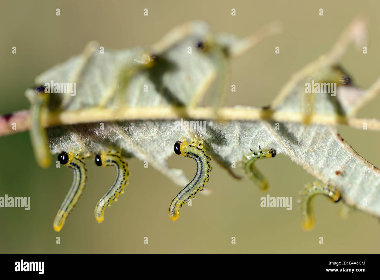 Grubs of hazel sawfly, Croesus septentrionalis, hanging on leftovers of leaf Stock Photo