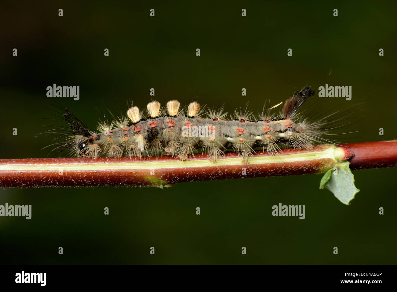 Grub of vapourer moth, Orgyia antiqua, on a twig Stock Photo