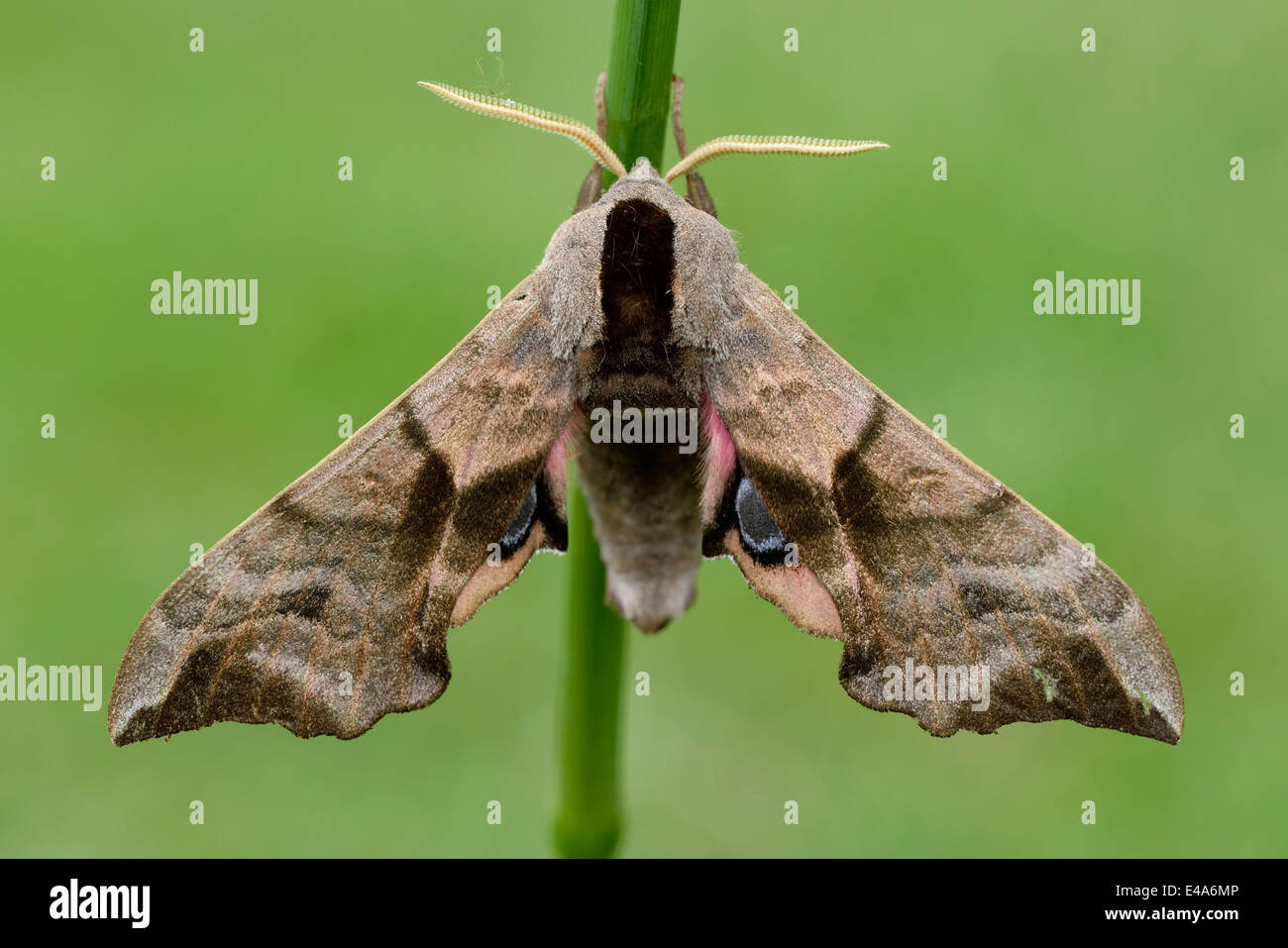 Eyed Hawk-Moth, Smerinthus ocellatus Stock Photo