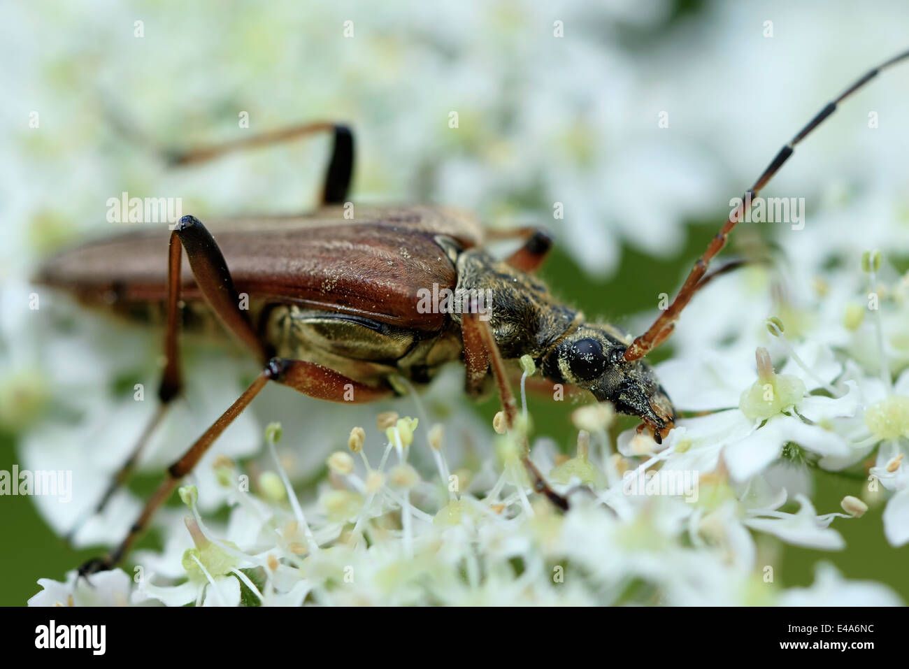 Longhorn beetle, Stictoleptura rubra, sitting on blossom Stock Photo