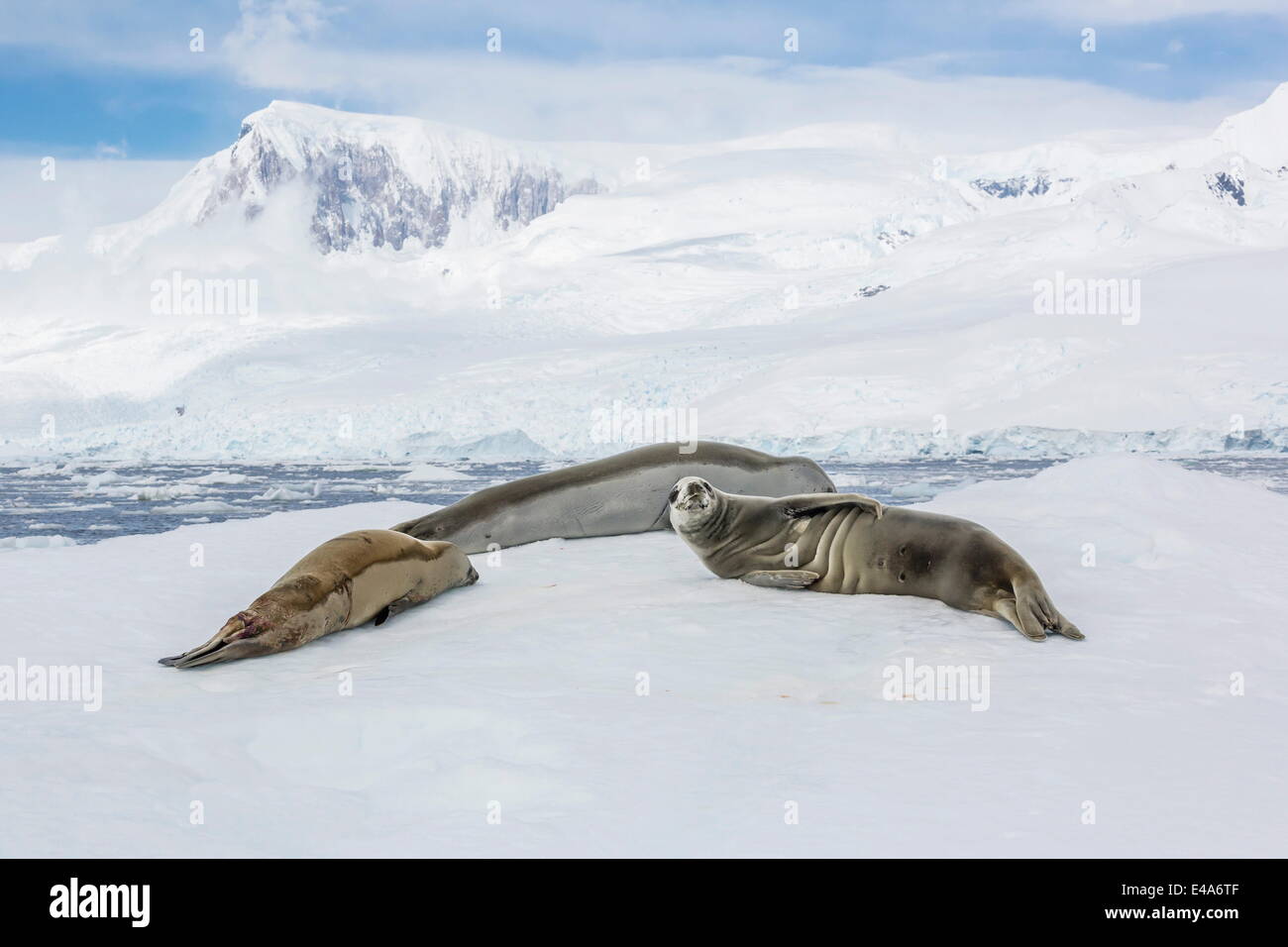 Adult crabeater seals (Lobodon carcinophaga) resting on ice floe in Neko Harbor, Antarctica, Polar Regions Stock Photo