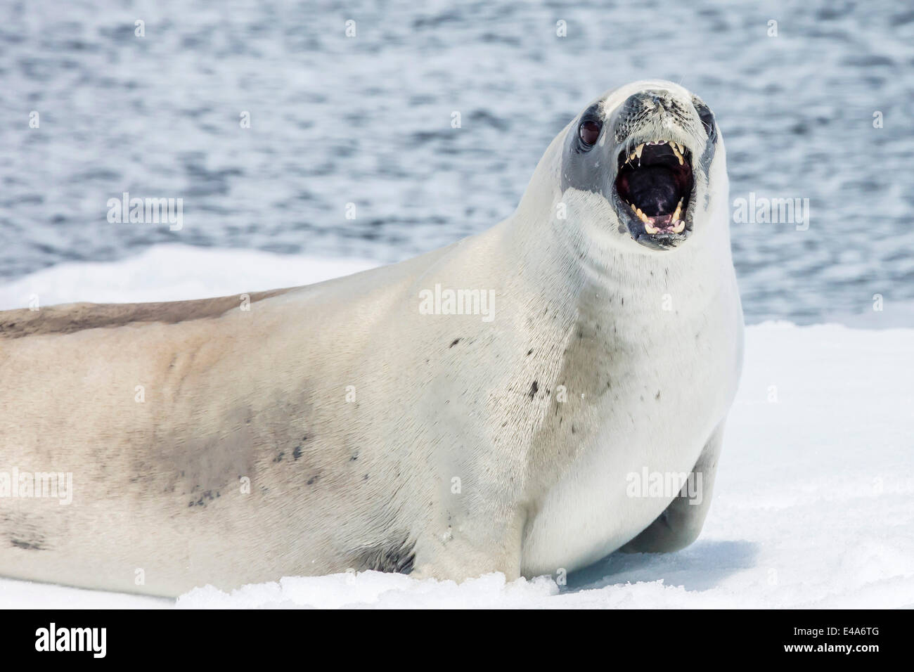 Crabeater seal (Lobodon carcinophaga) showing teeth while resting on ice floe in Paradise Bay, Antarctica, Polar Regions Stock Photo