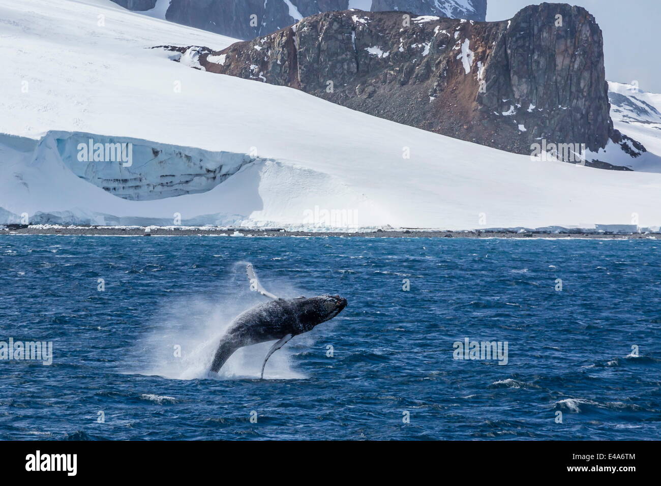 Humpback whale (Megaptera novaeangliae) breaching, Gerlache Strait, Antarctica, Polar Regions Stock Photo