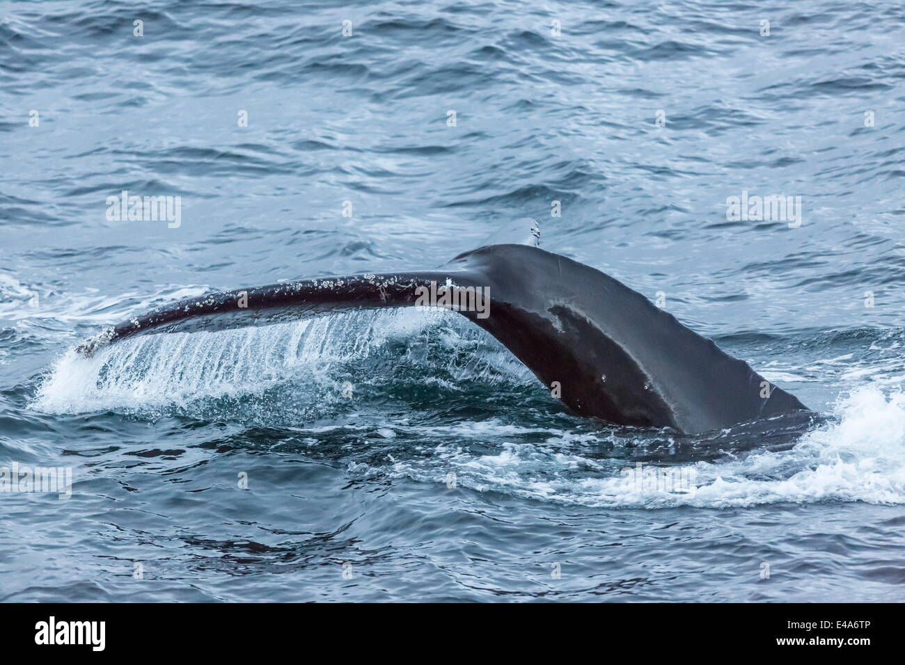 Humpback whale (Megaptera novaeangliae), flukes-up dive, English Strait, South Shetland Islands, Antarctica, Polar Regions Stock Photo