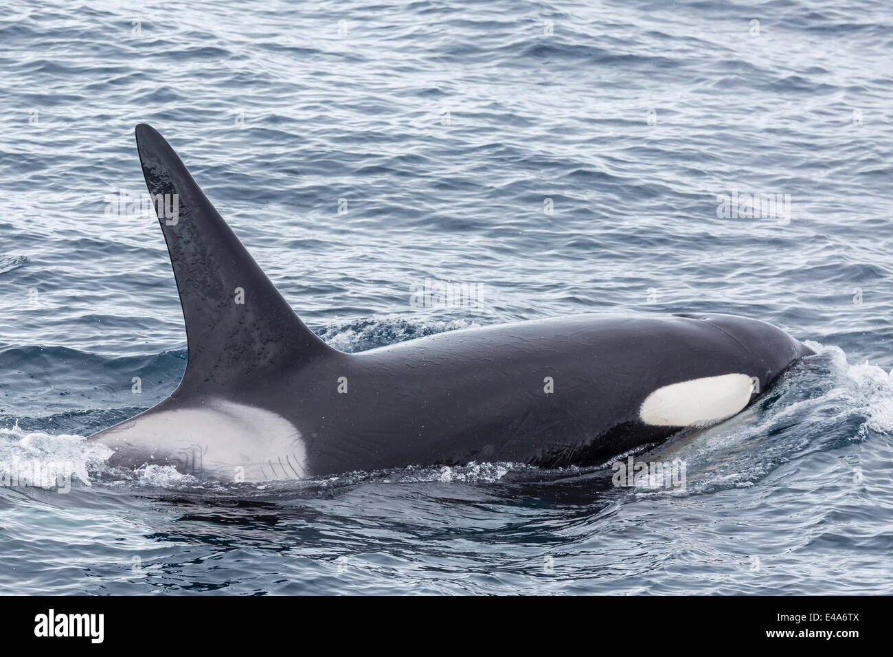 Adult bull Type A killer whale (Orcinus orca) in the Gerlache Strait, Antarctica, Polar Regions Stock Photo