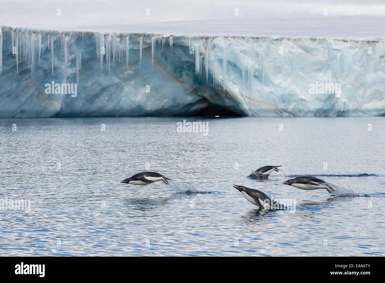 Porpoising adult Adelie penguins (Pygoscelis adeliae), Brown Bluff, Weddell Sea,  Antarctica, Polar Regions Stock Photo