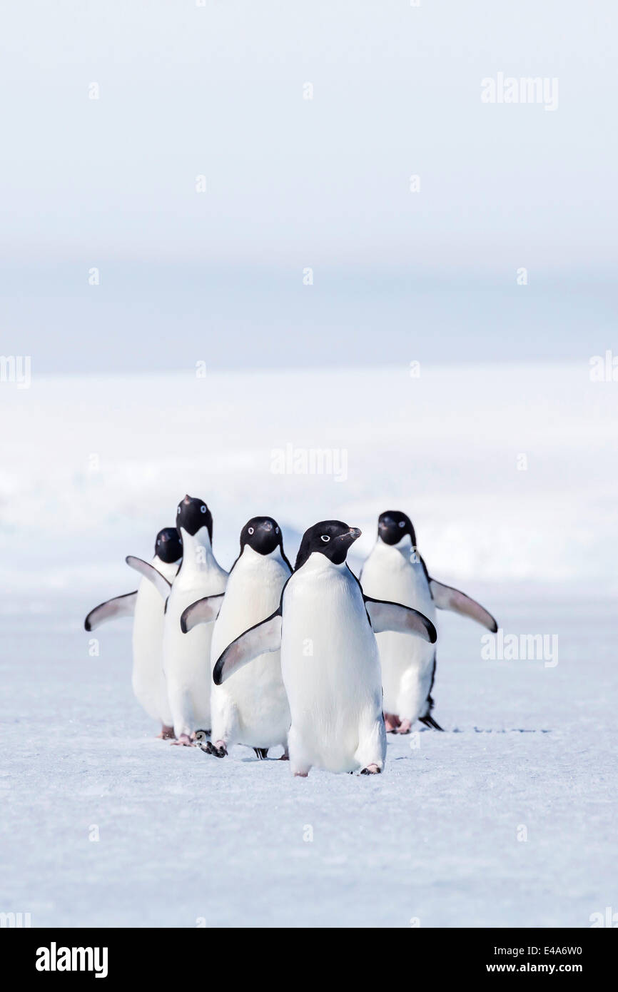 Adult Adelie penguins (Pygoscelis adeliae) walking on first year sea ice in Active Sound, Weddell Sea, Antarctica, Polar Regions Stock Photo