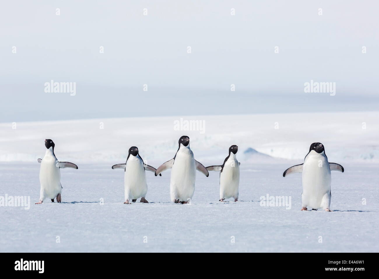 Adult Adelie penguins (Pygoscelis adeliae) walking on first year sea ice in Active Sound, Weddell Sea, Antarctica, Polar Regions Stock Photo