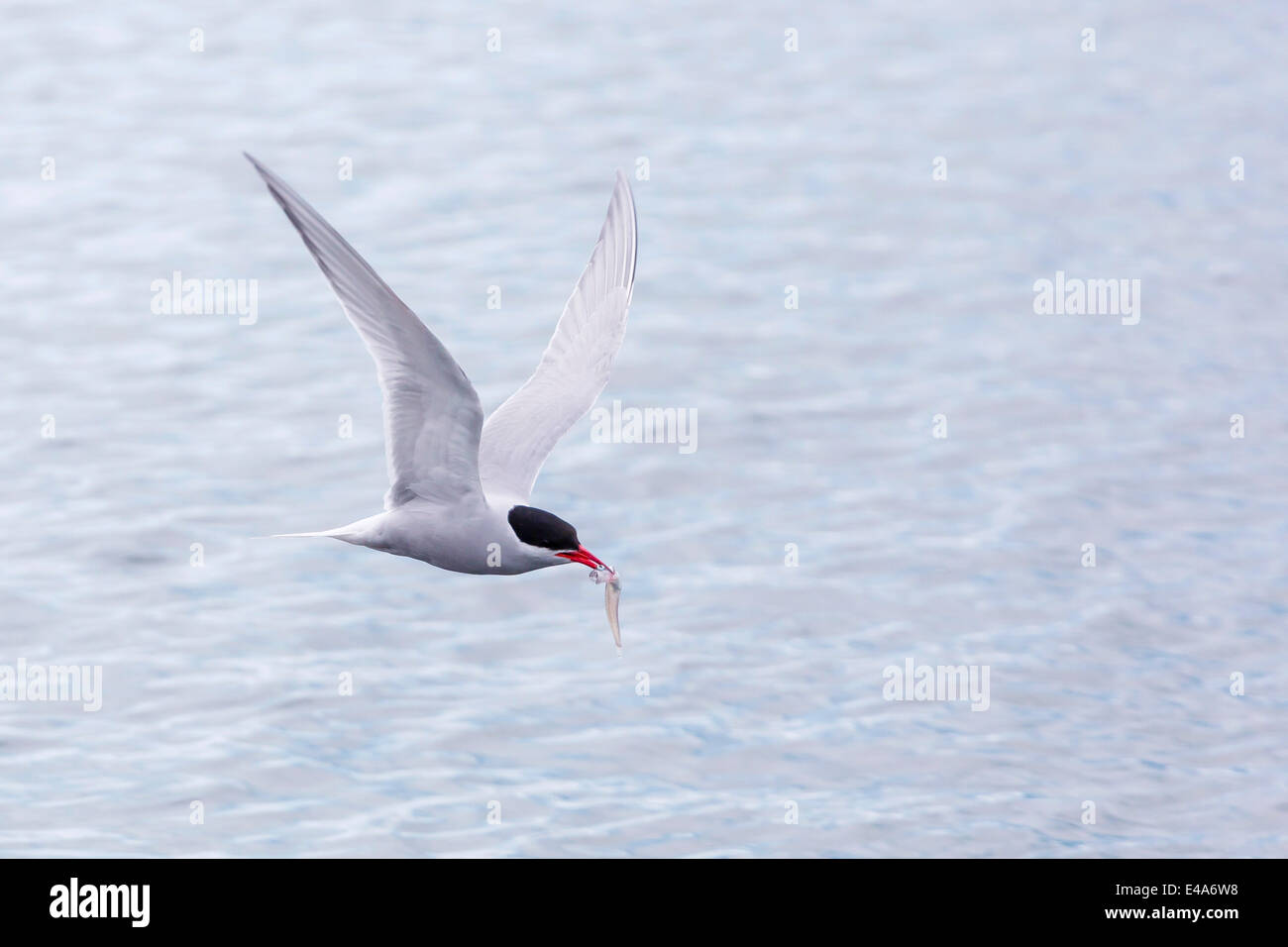 Adult Antarctic tern (Sterna vittata) in flight with fish in its bill in the Enterprise Islands, Southern Ocean, Antarctica Stock Photo