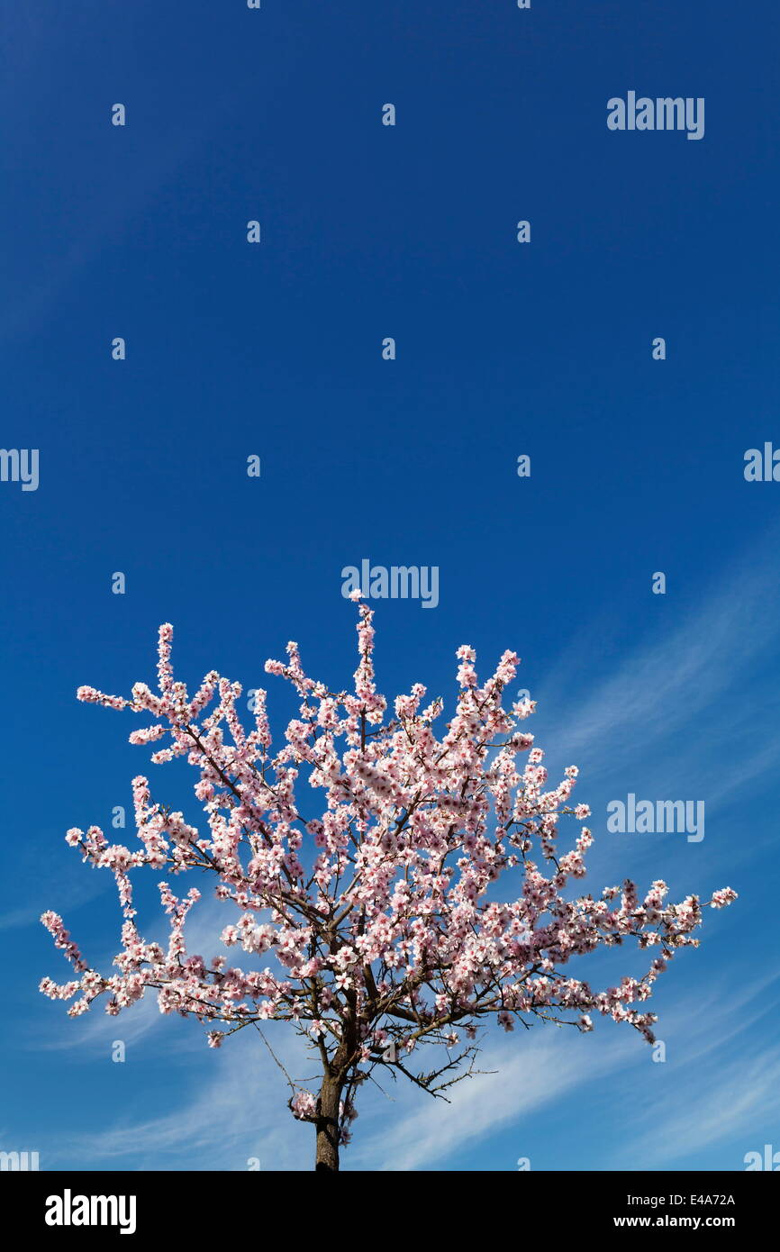 Blossoming almond tree against sky, Gimmeldingen, Deutsche Weinstrasse, Rhineland-Palatinate, Germany Stock Photo