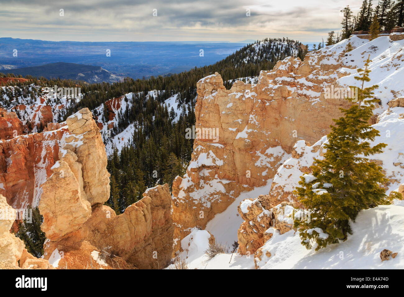 Rim edge, pine trees and snowy cliffs lit by morning sun with cloudy sky, Rainbow Point, Bryce Canyon National Park, Utah, USA Stock Photo