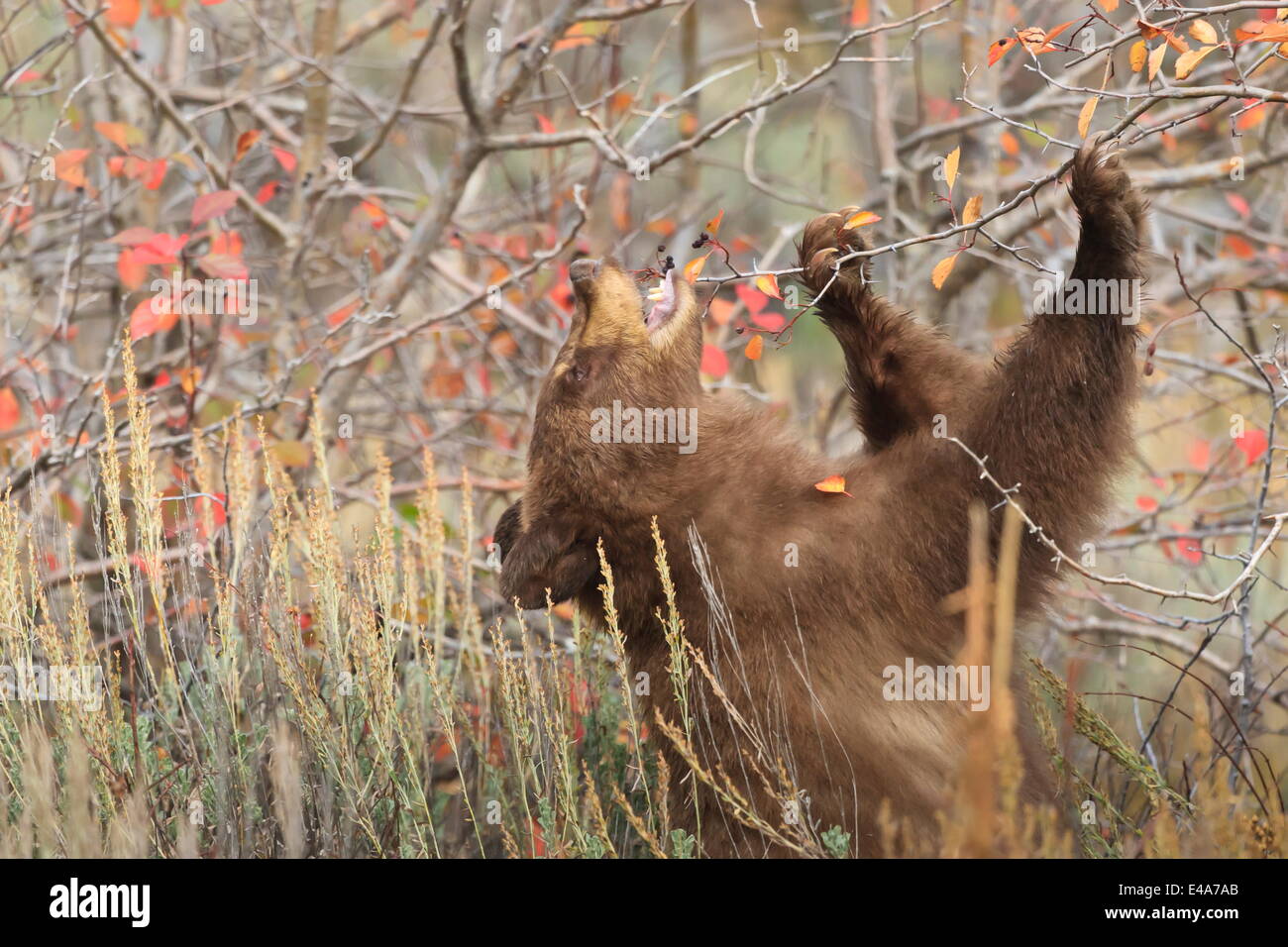 Cinnamon Bear High Resolution Stock Photography and Images Alamy