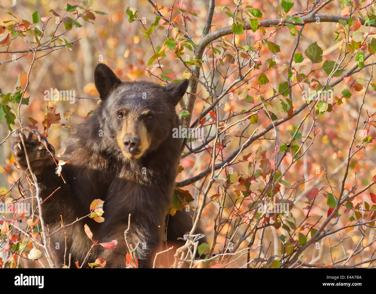 Cinnamon black bear (Ursus americanus) pauses from collecting autumn (fall) berries, Grand Teton National Park, Wyoming, USA Stock Photo