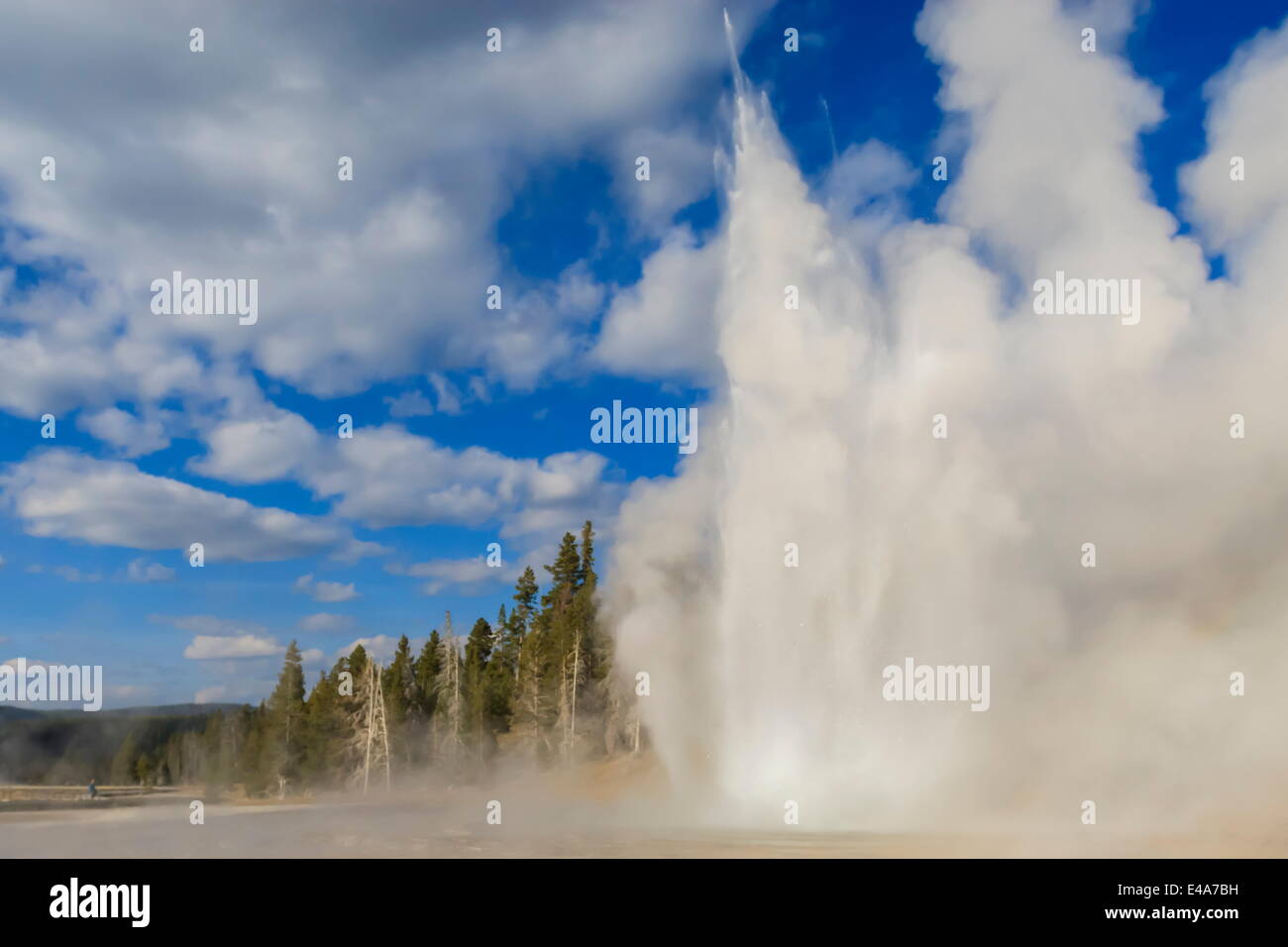 Lone observer watches Grand Geyser erupt, Upper Geyser Basin