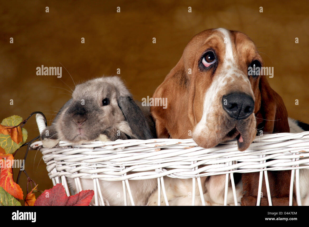 Basset Hound and lopeared rabbit Stock Photo Alamy