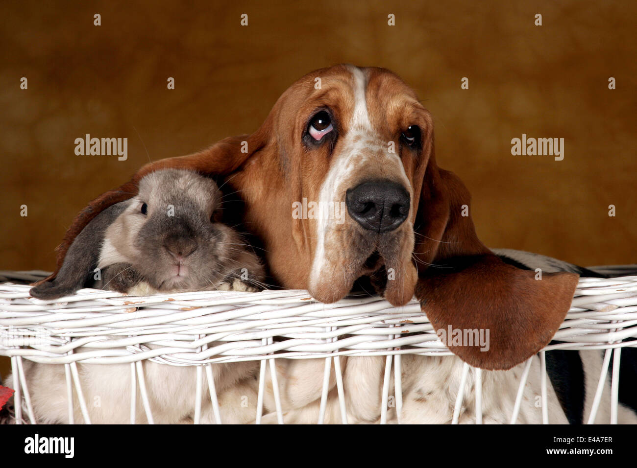 Basset Hound and lopeared rabbit Stock Photo Alamy