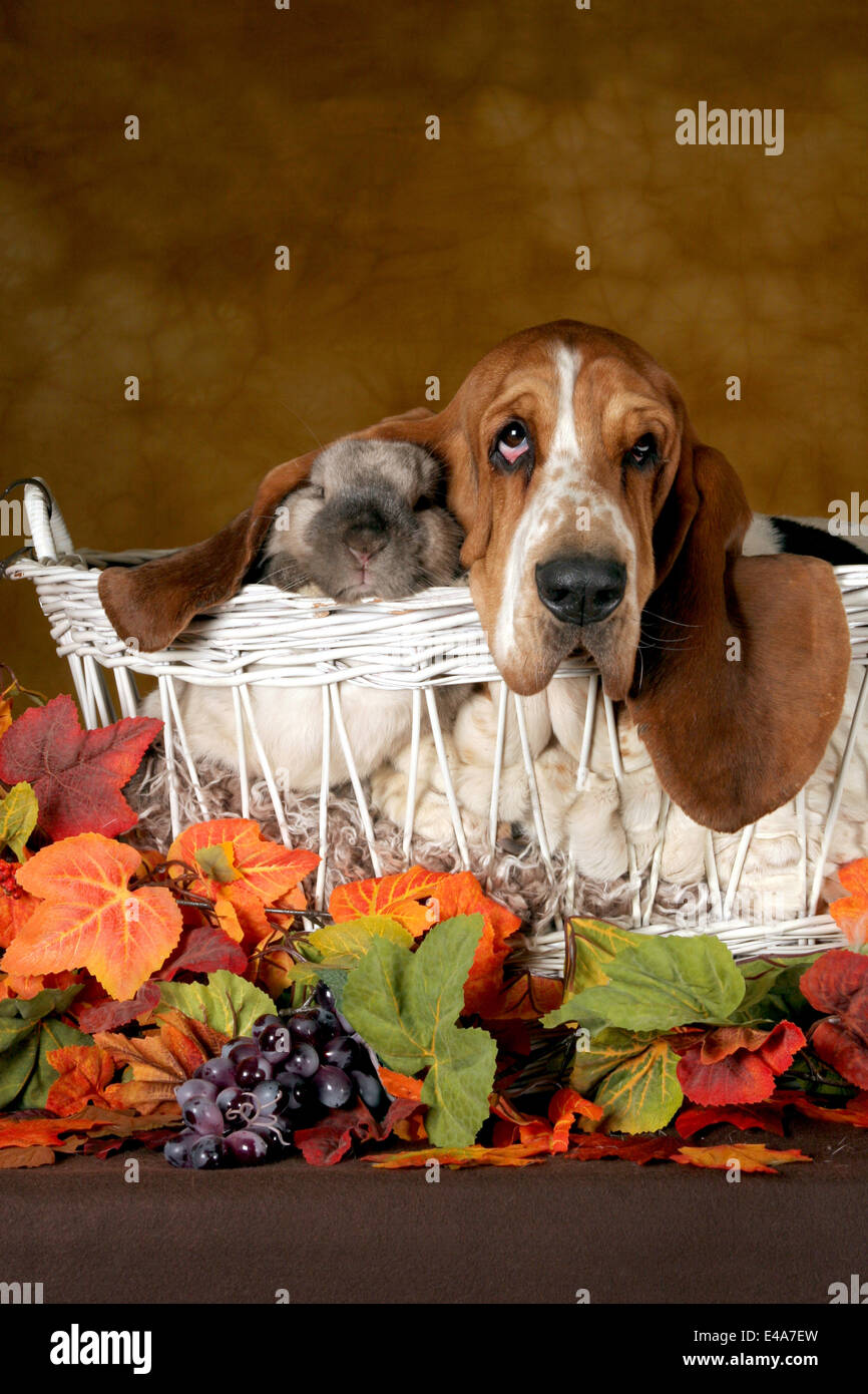 Basset Hound and lopeared rabbit Stock Photo Alamy