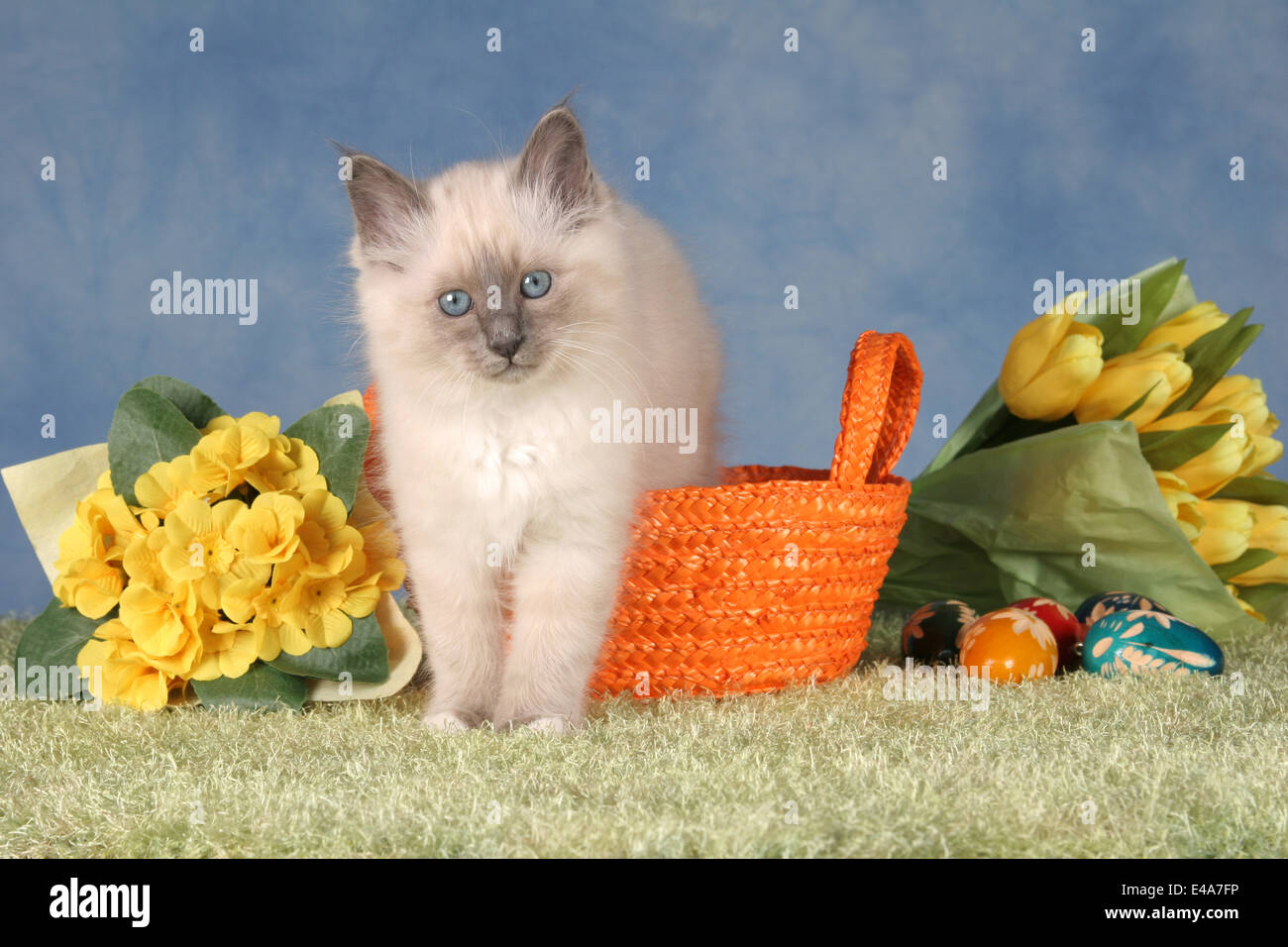 Sacred Birman kitten Stock Photo - Alamy